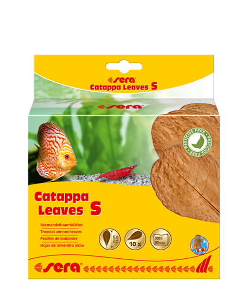 Sera Catappa Yaprağı S 14 Cm (10 Adet)